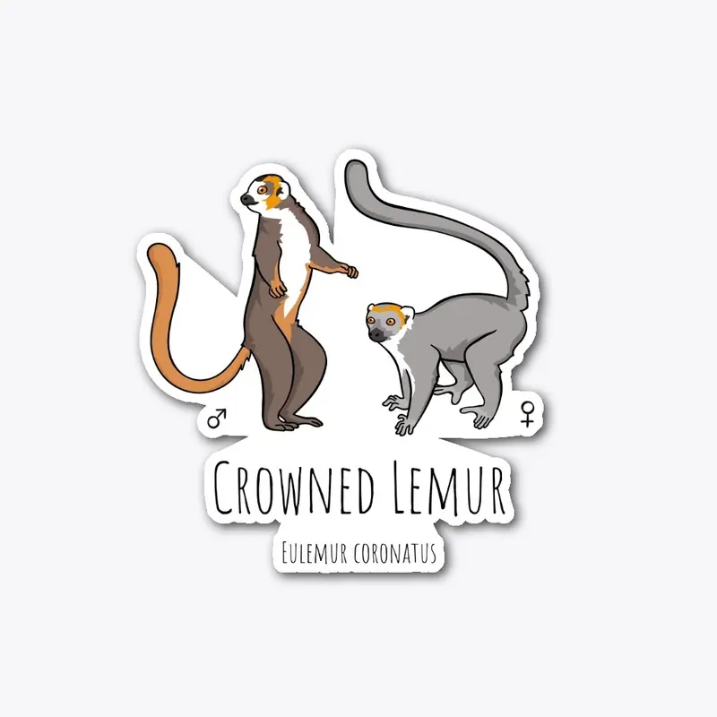 Crowned Lemurs