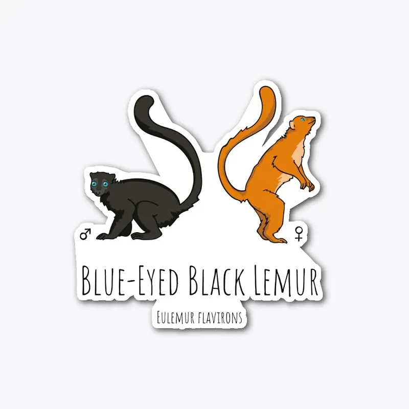 Blue-eyed Black Lemur